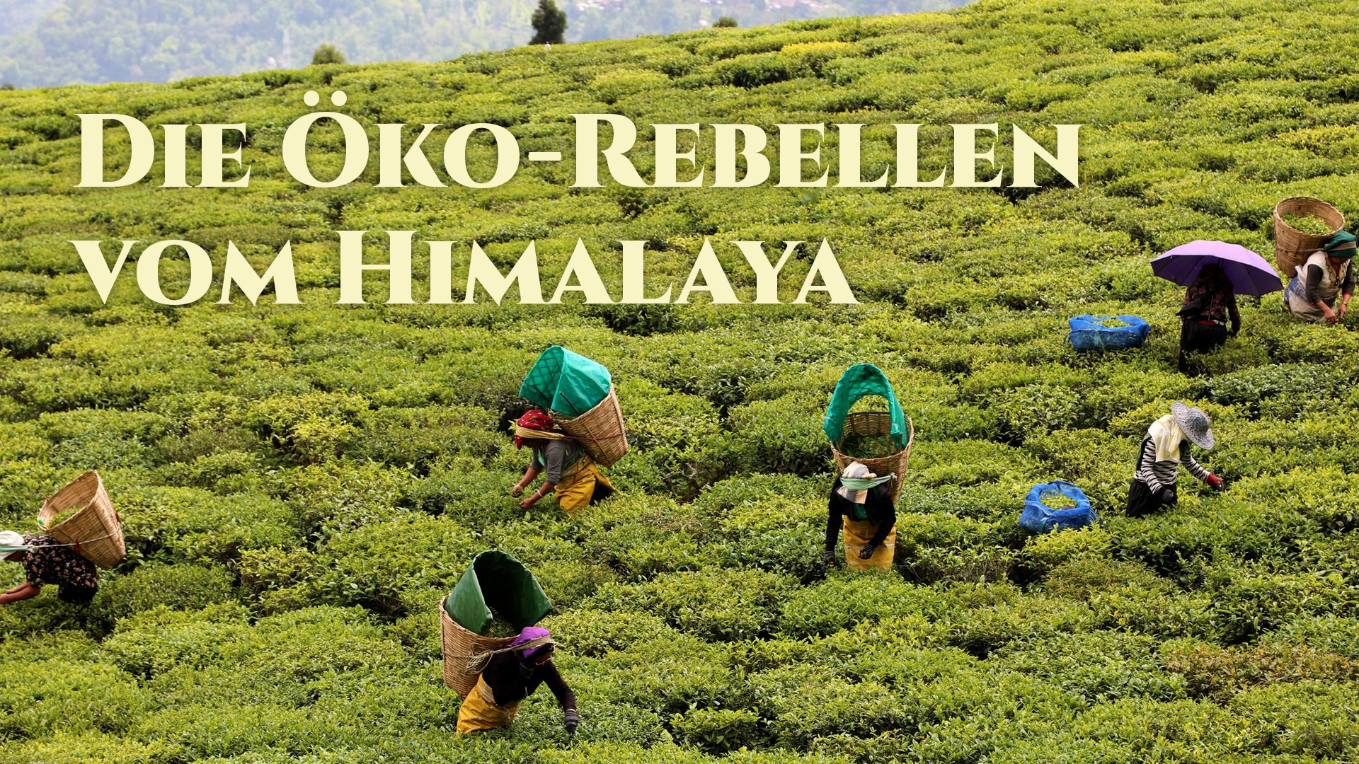 Die Öko-Rebellen vom Himalaya