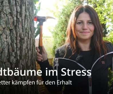 Stadtbäume im Stress